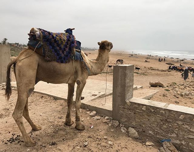 Bien arrivés à Essaouira #ciloubidouilleauMaroc