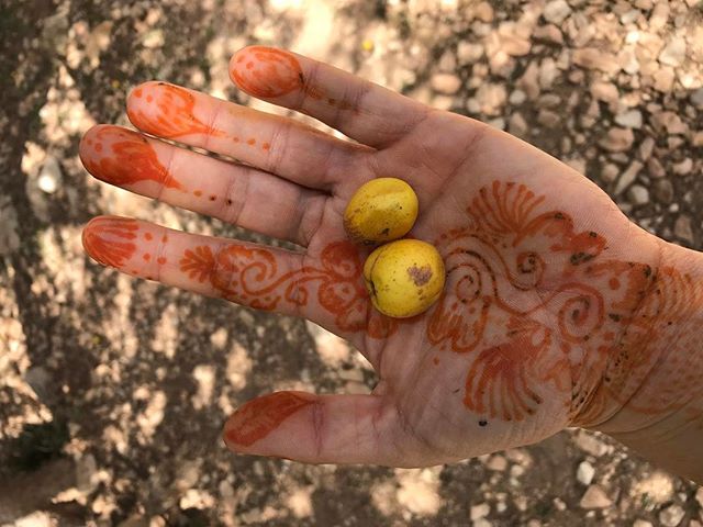 Le fruit de l'arganier et mon tatouage au henné #essaouira #ciloubidouilleauMaroc