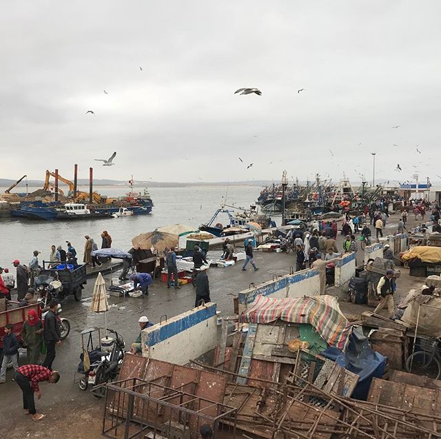 Le port d'Essaouira, rempli de pêcheurs venus vendre leurs poussons #essaouira #ciloubidouilleauMaroc