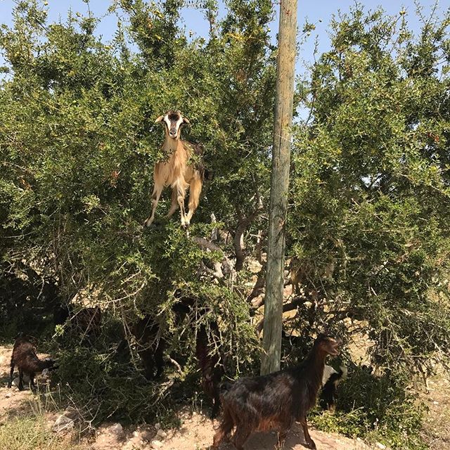 Et la spécialité du coin, les arbres à chèvres #essaouira #ciloubidouilleauMaroc