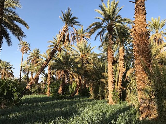 Promenade dans la sublime palmeraie de Agdz, qui marque le commencement de la vallée du Drâa #agdz #ciloubidouilleauMaroc #palmeraie