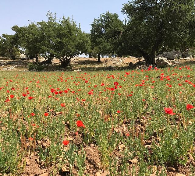 Ca n'a pas l'air mais là on est haut. Pourtant c'est cultivé ! #sidieljazouli #essaouira #ciloubidouilleauMaroc