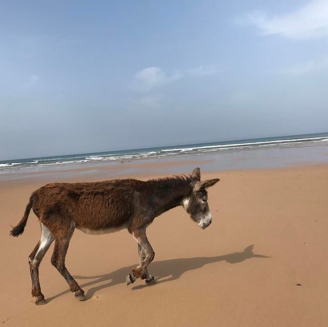 Copain de footing #sidikaouki #essaouira #ciloubidouilleauMaroc