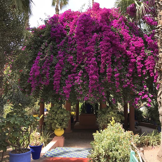 Le magnifique jardin de Majorelle #jardindemajorelle #marrakech #ciloubidouilleauMaroc