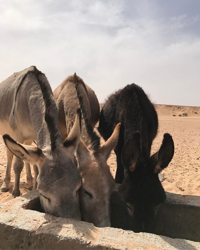On s'est arrêtés à un puit au milieu du désert et on a croisé un berger venu faire boire ses bêtes #désertmarocain #chegaga #maroc #ciloubidouilleauMaroc