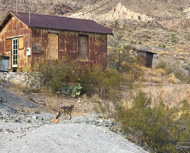 Un coyote en plein dans la ville (vous le voyez ?) #oatman #ciloubidouilleinUSA