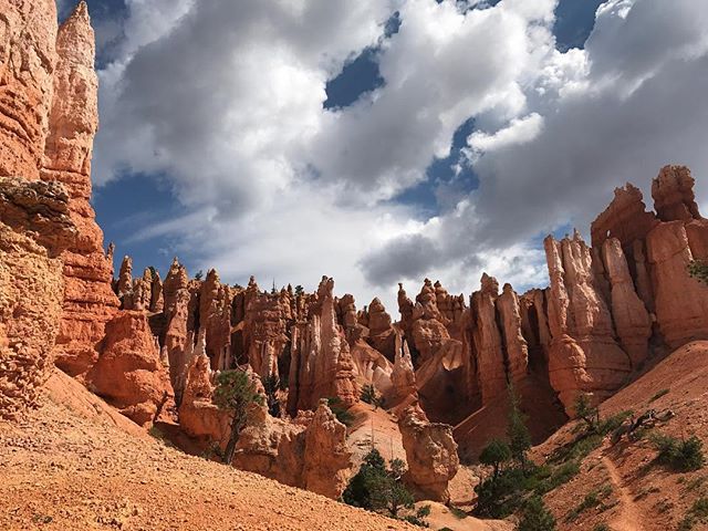 On se promène dans les Hoodooes de Bryce Canyon, mais à leurs pieds cette fois-ci #brycecanyon #brycecanyonnationalpark
