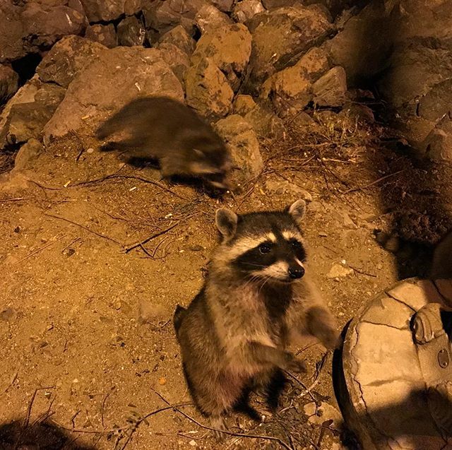 Chaque ville a ses animaux habitués à la présence des hommes (et à leur nourriture). A San Francisco, visiblement, les ratons laveurs sont là à attendre les touristes. #sanfrancisco #ciloubidouilleinUSA