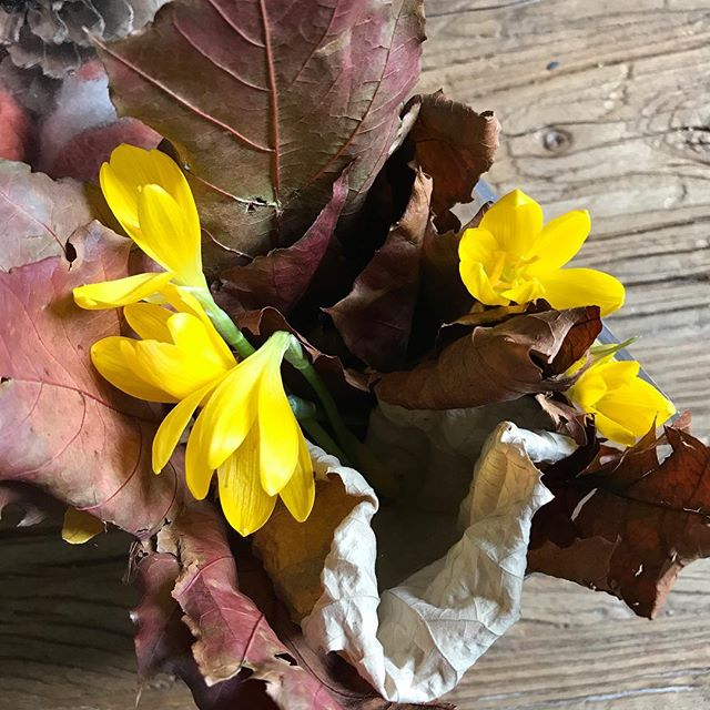 Le bouquet ramené par ma fille. Je me demande si un parterre de la ville n'a pas quelques fleurs en moins ^^