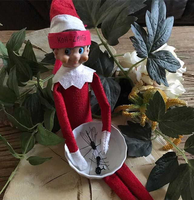 Le grand retour de notre elfe de maison ^^ ! J’espère qu’il reviendra souvent se figer dans des situations improbables ! Visiblement, il a dû vouloir regarder Koh-lanta aussi ce soir... Pour ceux qui ne connaissent pas cette tradition de Noël, je vous invite à lire cet article de mon blog (http://www.ciloubidouille.com/2015/01/15/elf-on-the-shelf/). #elfontheshelf #cilouelf #elfontheshelf2017