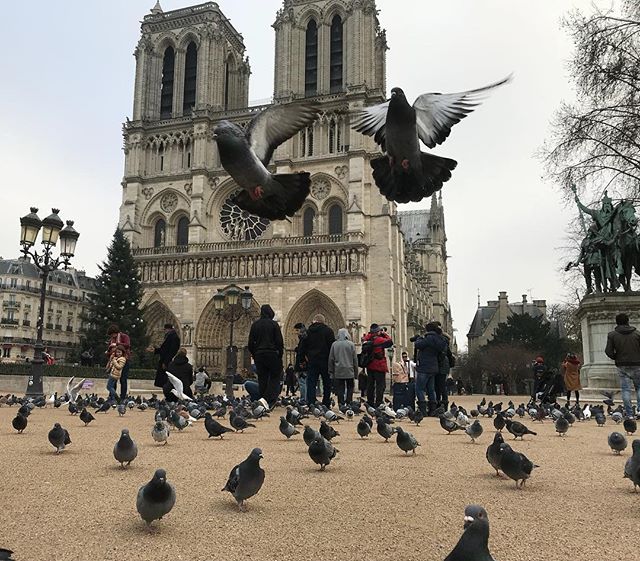 Les pigeons. En bonne parisienne, je râle contre leurs nuisances, je préviens mes enfants contre leur hygiène de rat volant. Mais ils font aussi partie de ma ville. J’aime leur courage effronté, j’aime leur adaptabilité, j’aime leur stratégie de terrain... pis ce sont des oiseaux, tout simplement. Et c’est chouette un oiseau non ? #paris #notredamedeparis