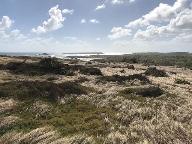 Ce coin de Martinique qui ressemble aux landes peignées par le vent de l’Ecosse... #cilouenmartinique #savanedespetrifications
