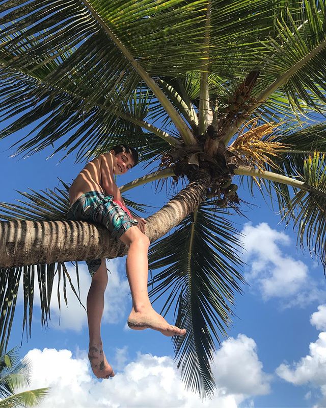 Au sommet de son palmier #cilouenmartinique #martinique #cocotier #plagedudiamant