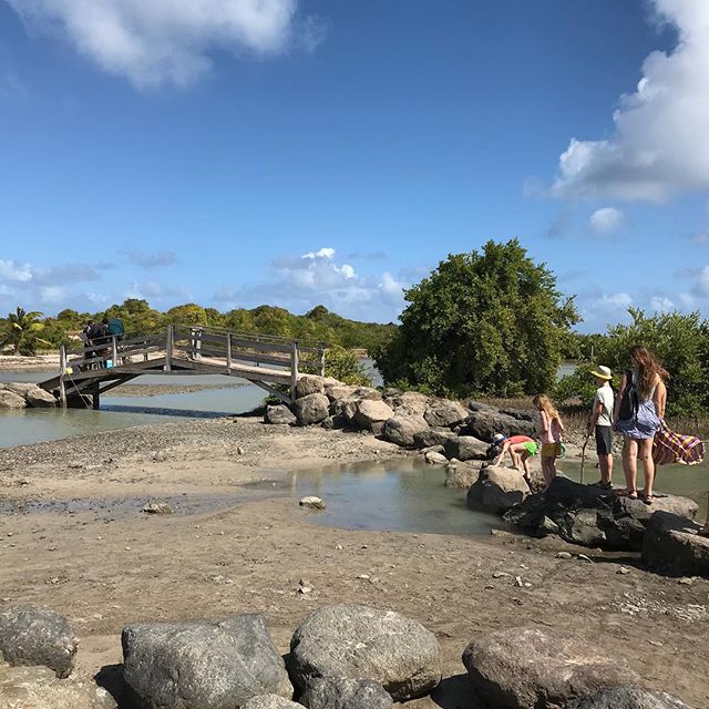 La rando dans la savane de pétrification. On en profite pour faire connaissance avec les différentes techniques de chasse au crabe. Certains pêcheurs  utilisent des pièges en bois et d’autres accrochent des pilons de poulet à des cordes qu’ils plongent dans l’eau pour appater les crabes. #martinique #cilouenmartinique #savanedespetrifications