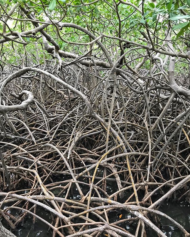 Un point commun entre la mangrove et moi ? Personne n’utilise de peigne visiblement... #mangrove #cilouenmartinique #martinique