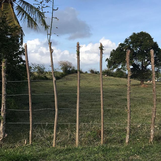 La Martinique est un pays tellement luxuriant que les piquets des clôtures se remettent à pousser ! #incroyablenature #martinique #cilouenmartinique