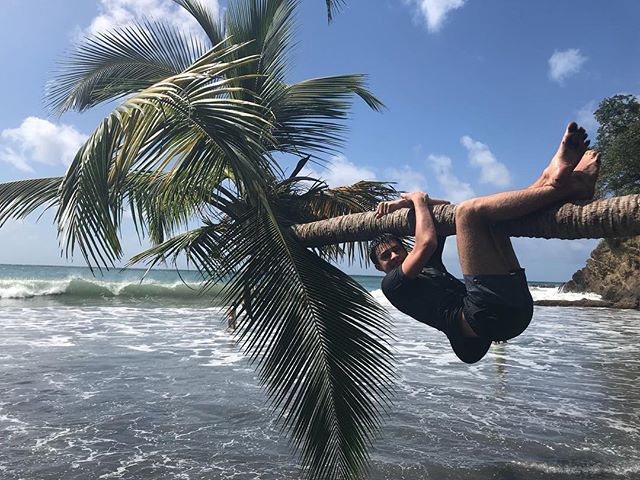 Comme un souci de perspective avec ce palmier horizontal... #ansecouleuvre #martinique #cilouenmartinique