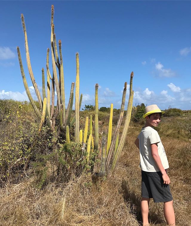 Promenade dans la savane des Pétrifications, vers Saint Anne. Il s’agit d’une zone désertique assez remarquable (surtout quand on compare au reste de la Martinique et à sa végétation luxuriante) ! #martinique #cilouenmartinique #petrification