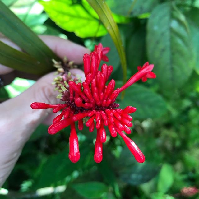 Beauté tropicale #cilouenmartinique #martinique