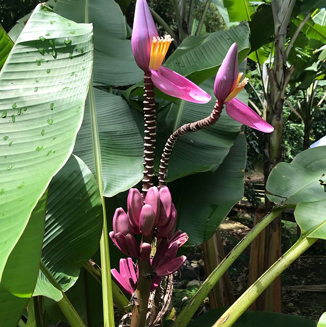Au musée de la banane, on a vu quelques-unes des 300 varités de bananes qui existent dans le monde. J’ai aussi appris que ce fruit/légume provient d’Asie à la base (Chine et Malaisie)