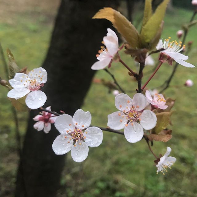 Dans mon nouveau jardin... après un we à tailler des haies, je me faisais cette réflexion. Je découvre le jardinage. Dans mon ancienne maison, le jardin ne m’attirait pas, beaucoup du fait de sa configuration je crois. Mais maintenant que de ma cuisine, je peux oberver les oiseaux, j’ai envie que cet endroit me ressemble autant que ma maison. Alors préparez-vous. Les mois et années qui viendront verront fleurir des articles plus d’extérieurs, malgré mon amateurisme (jolie façon d’enrober mon ignorance crasse en matière de jardinage...). Ca ne vous fait pas trop peur j’espère ? #cilounewhome