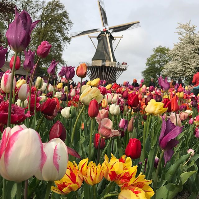 Moulin en Hollande avec des tulipes