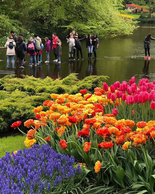 Je me demande à qui sont ces enfants qui font les cons au milieu de l’eau... #keukenhof #holland #tulipes #cilouenhollande