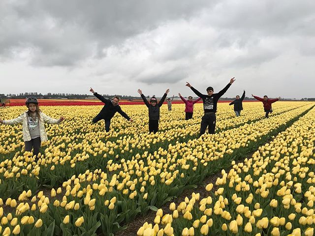 champs de tulipes jaunes