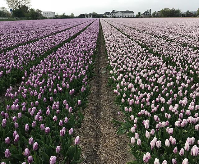 champs de tulipes bleues et roses