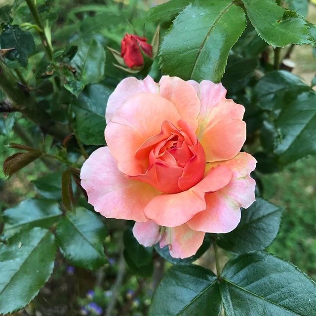 Minouche, le rosier qui raconte une histoire familiale 1 héritage floral : rosier