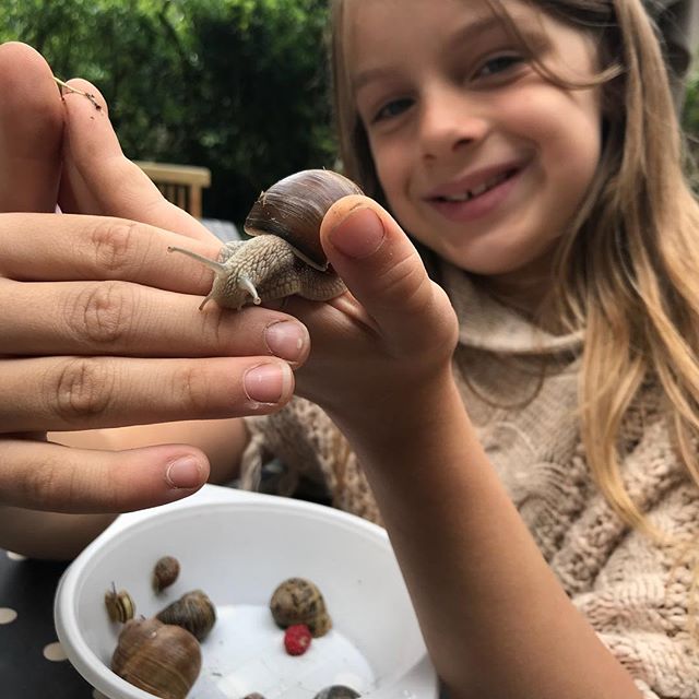 Escargots domestiques