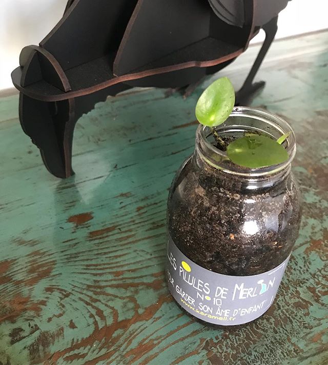 Mon amie @yoko_flo m’a appris qu’on surnommait les Pileas la plante de l’amitié, parce qu’elle se bouture bien et peut s’offrir ainsi d’amis en amis. Voici le petit morceau de Piléa qu’elle m’a offert. Je vais tâcher de ne pas le faire mourir... des conseils ? #pilea #babypilea #jardinage #bouture