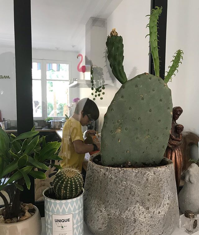 culture de cactus en intérieur