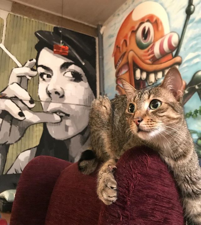 J’ai bien compris que pour gagner des followers fallait avoir des photos de chats ^^ ! J’ai emprunté celui de ma soeur car je ne suis que moutonnerie et tendance ! #instacat #chat #susurro #steetart #barcelone