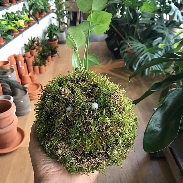 Atelier Kokedama chez @ikebanart ! J’aime tellement ces sphères de mousse (traduction littérale de ce mot japonais). Ce n’est pas encore fini mais j’aime bien sa bouille qui se marre ! #kokedama #plantesuspendue #jardinage #japon