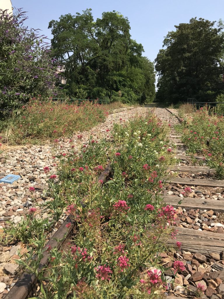 Paris insolite - petite ceinture