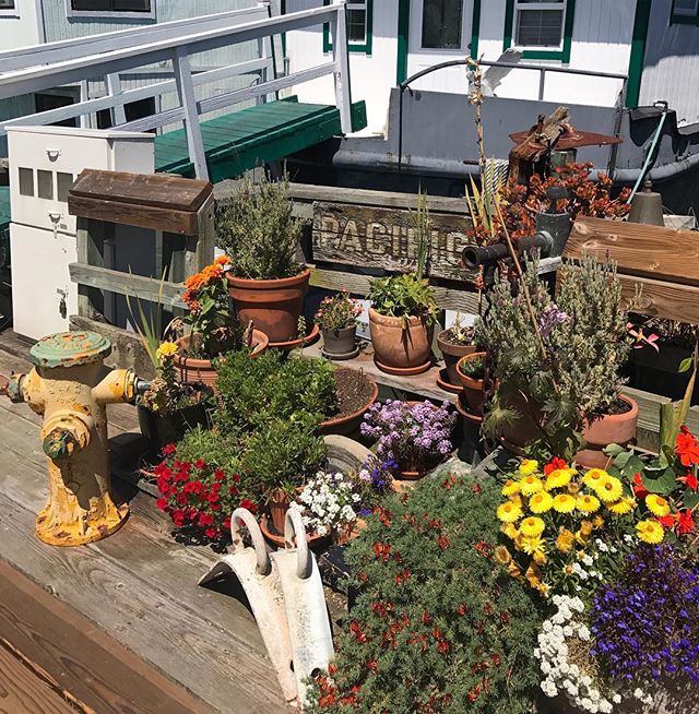 Plus le temps passe, plus j'aime les jardins en pots ! #sausalito #sanfrancisco #ciloubidouilleinUSA