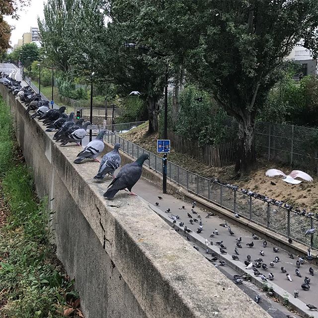 Spot de pigeons (j'avoue, après ma photo, j'ai couru en braillant pour qu'ils s'envolent...) #5ansdansmatête