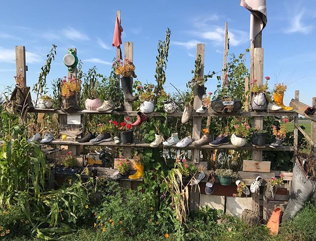 Et comme partout, des jardins collaboratifs :) #tempelhof #ciloubidouilleinberlin #berlin