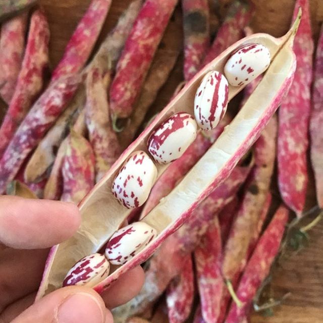 Le truc joli du panier amap mais que je n'ai jamais cuisiné. Des haricots coco (non ce n'est pas une blague ague ague). Vous les utilisee comment ? On ne mange que les pois ?