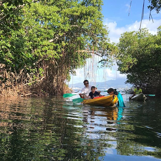 Matinée à pagayer dans la mangrove #mangrove #cilouenmartinique #martinique