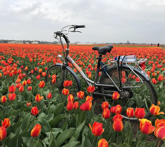 champs de tulipes rouge et jaune