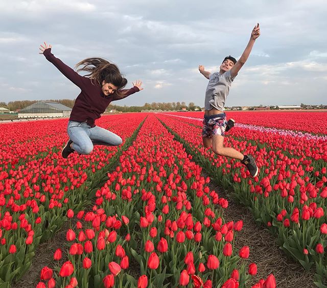 champs de tulipes rouges