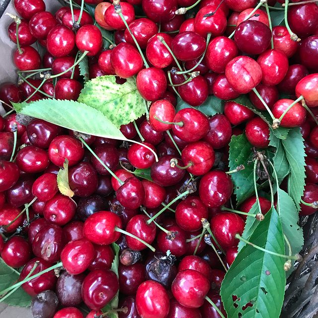 résultat d'une vie de jardinier. Beaucoup de cerises avec des feuilles