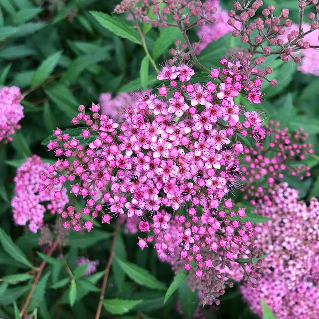 résultat d'une vie de jardinier. Petites fleurs bleues