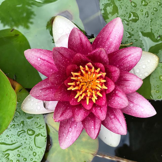 résultat d'une vie de jardinier. Fleur de lotus vu de haut. Ciloubidouille