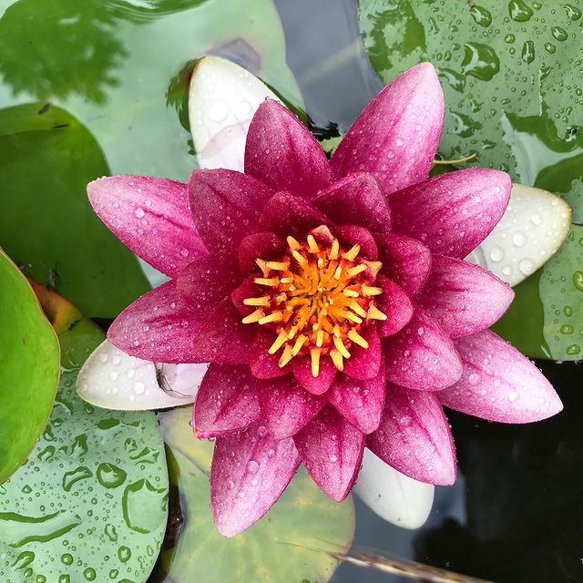 Jardiniers, quelque chose qui coule dans mes veines 4 résultat d'une vie de jardinier. Fleur de lotus vu de haut. Ciloubidouille