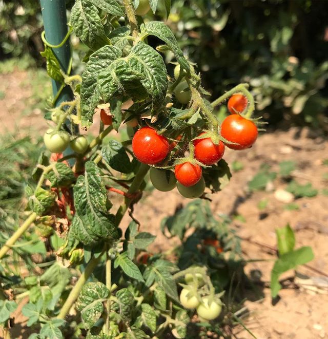 Début de potager, plant de tomates