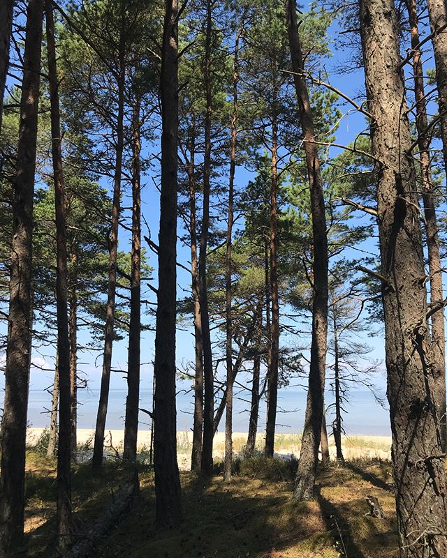 Je suis amoureuse des forêts de pins. J’aime ces arbres déguingandés, montés sur d’uniques jambes. Infinité bidimentionnelle, ils s’étendent loin et grimpent haut. Et quand le ciel est bleu, la mousse verte, le sable blond, on frise la perfection ! Nous sommes à Kolka, la pointe sauvage de la Lettonie, qui sépare la mer baltique du golfe de Riga. C’est superbe (sauf l’eau étrangement qui est recouverte de vase et d’algues, difficile d’avoir envie de se tremper malgré la chaleur). Alors on marche à l’ombre en longeant la côte. La Lettonie ressemble à plein de contrées connues, sauf pour ses maisons en bois, que je n’ai jamais trop rencontrées (ca fait nordique selon moi). Faut que je prenne le temps de les photographier mais souvent on roule. Je ne regrette pas la destination de ces vacances pour le moment. #lettonie #cilouinlettonie #latviatravel #latvia #kolka