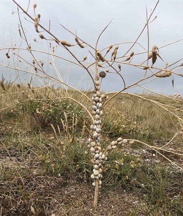 arbuste à escargots